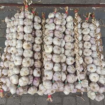 Polen knoblauch