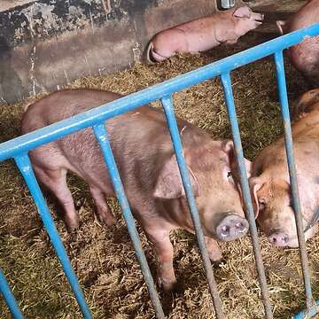 Bentheimer x Duroc Mastschwein / Schlachtschwein
