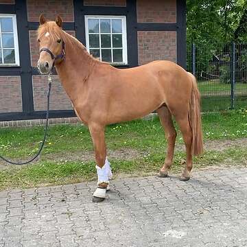 Schicker Ponywallach