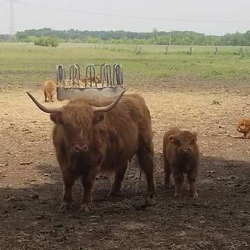Highland Cattle Absetzer