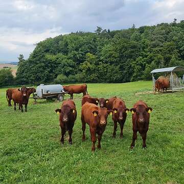 Rotes Höhenvieh aus Herdbuchzucht