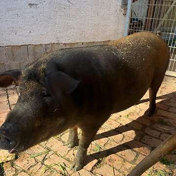 Verkaufe 2 Iberische Schweine