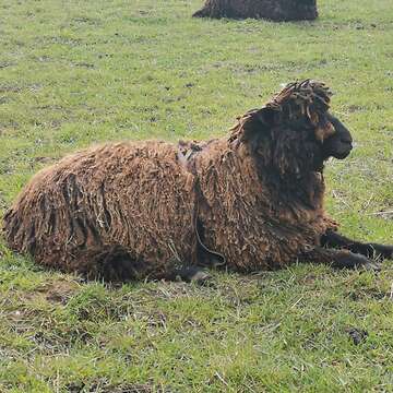 Leicester Longwool x Wensleydale Longwool Bock abzugeben