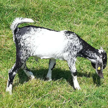 Anglo Nubier, HB Jungbock