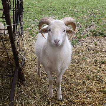 Nolana/Wiltshire Horn Schafe zu verkaufen.
