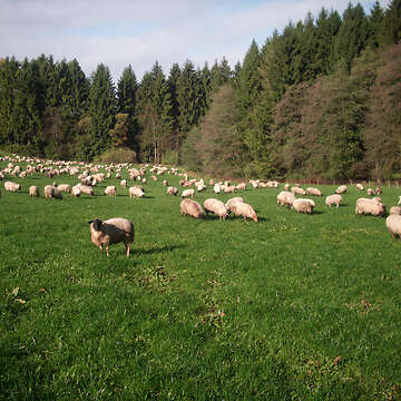 Jährlinge mit Lämmer der Rasse Coburger Fuchs - Rhönschafe