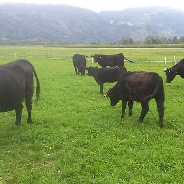 30 Angus Rinder