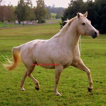 Quater Horse Stute mit guten Papieren!