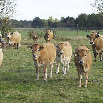 Aubrac Absetzer, männlich und weiblich, Öko-Status