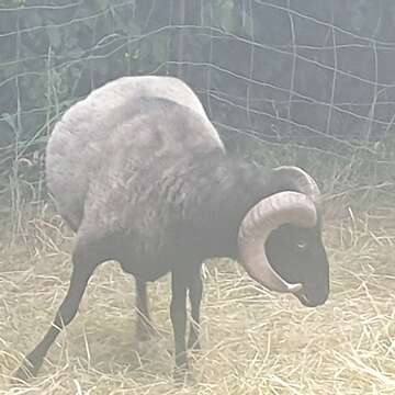 Heidschnucken Bock