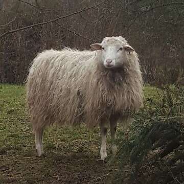 Moorschnucken aus Herbuchzucht