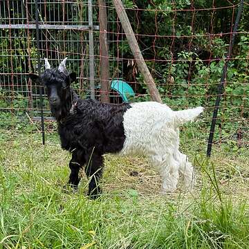 Walliser Ziegen Böckchen Schwarz und Kupfer 