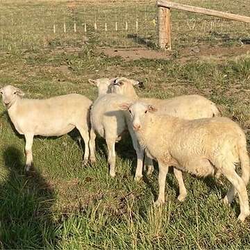 Dorper, Katahdin - Ewes