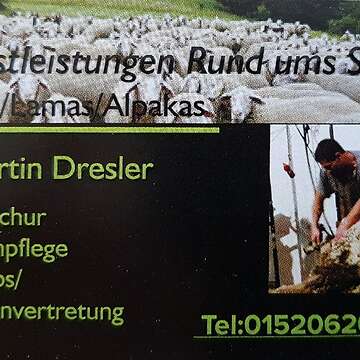 Schafschur und klauenpflegestand