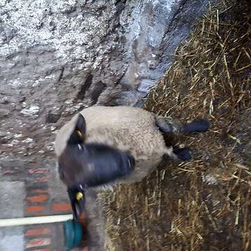 Zu verkaufen ist ein Suffolk Bock
