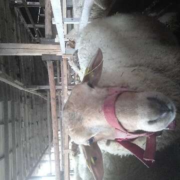 Schaf Bock