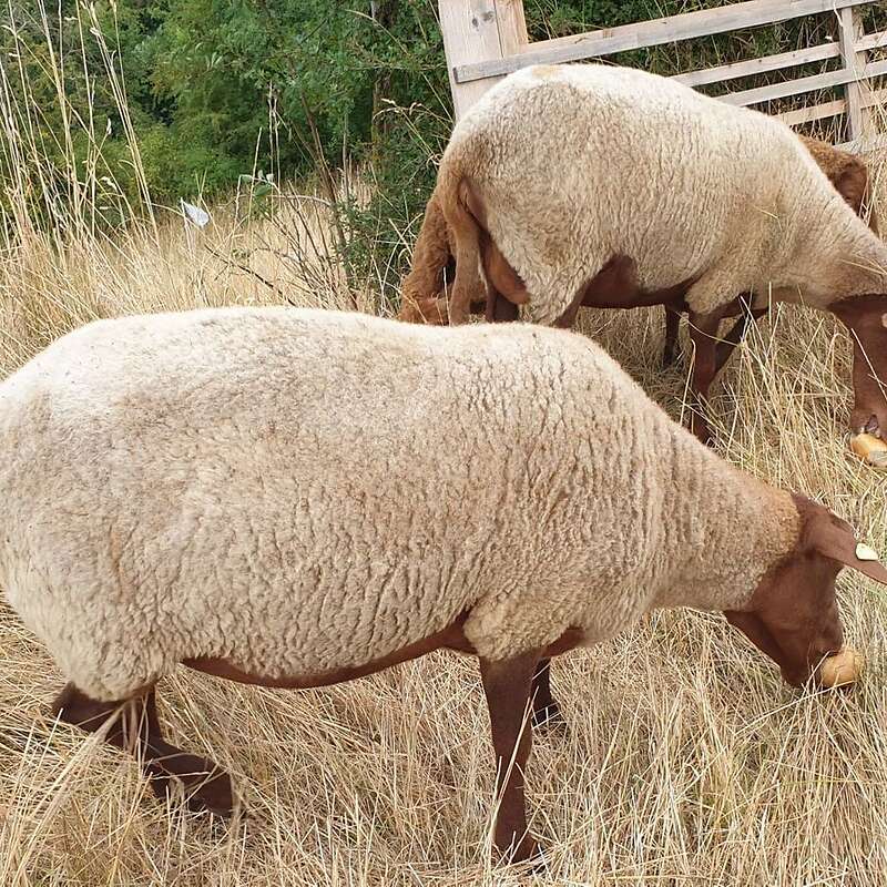 2 schöne Coburger Fuchsschaf Mutterschafe - Bild 1