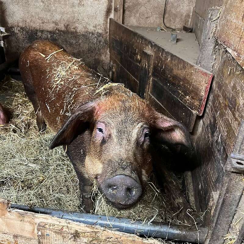 Duroc Zuchtsau - Bild 1