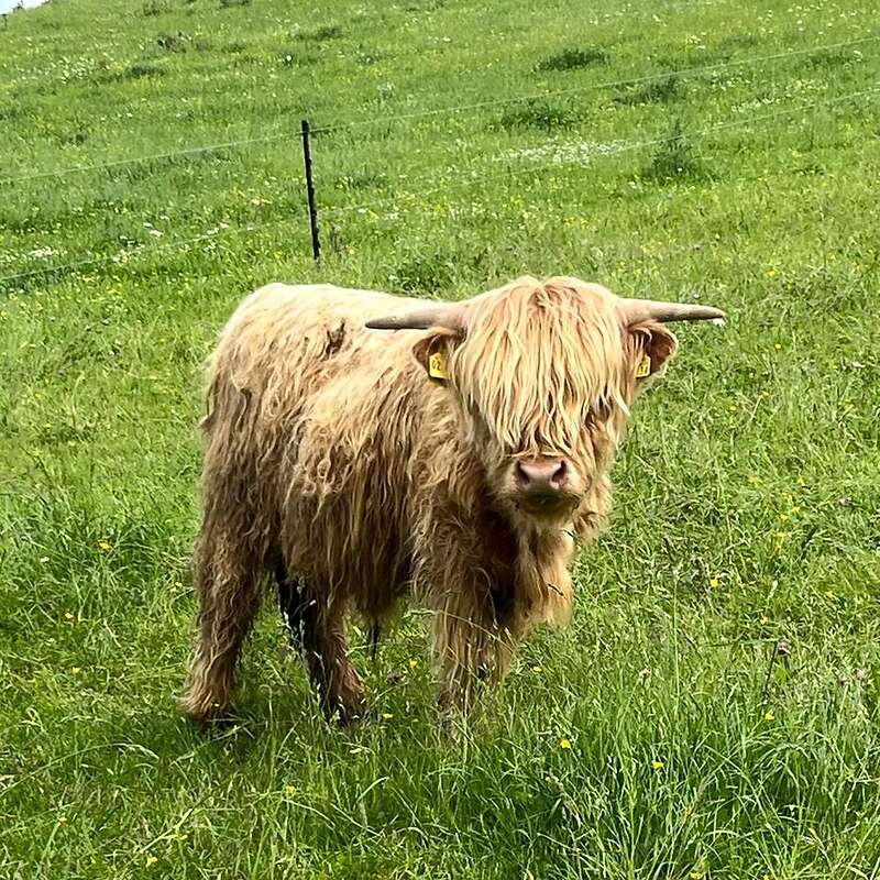 Schottische Hochlandrinder - Herde - Bild 1