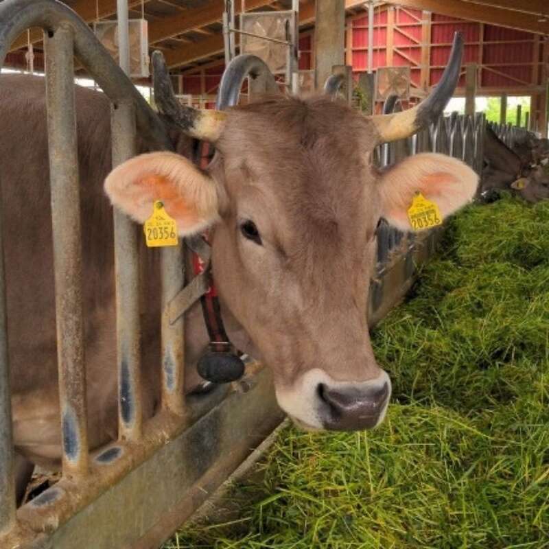 Zu verkaufen: Braunvieh mit Hörnern - Kühe, Milchkühe, Fersen, Jungrinder, Bullen - Bild 1