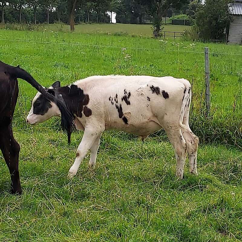 Bullenkälber Weiß Blau Belgier  - Bild 1