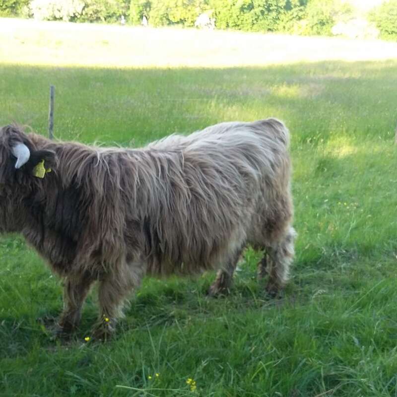 Highland Cattle Bullen - Bild 1