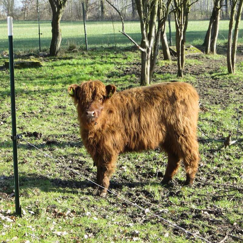 Highland-Färse, 6 Monate alt abzugeben - Bild 1