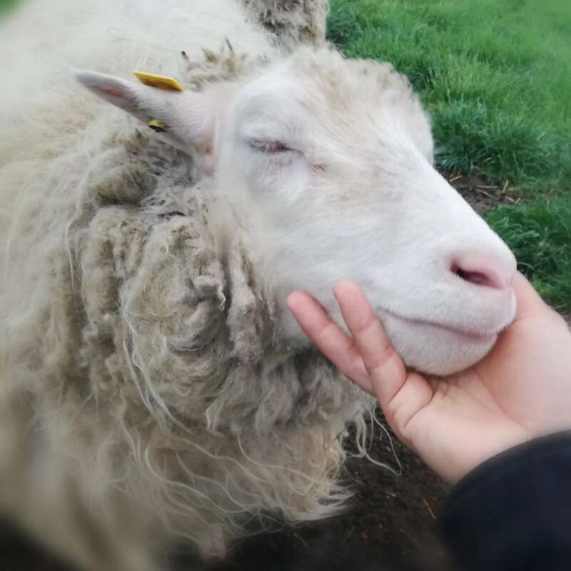 Diepholzer Moorschnucken abzugeben (Reserviert) - Bild 1