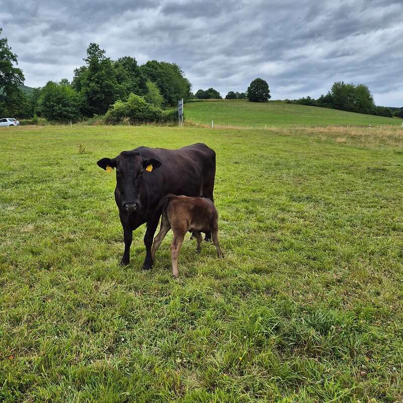 Wagyu Mutterkuh mit Kalb - Bild 1