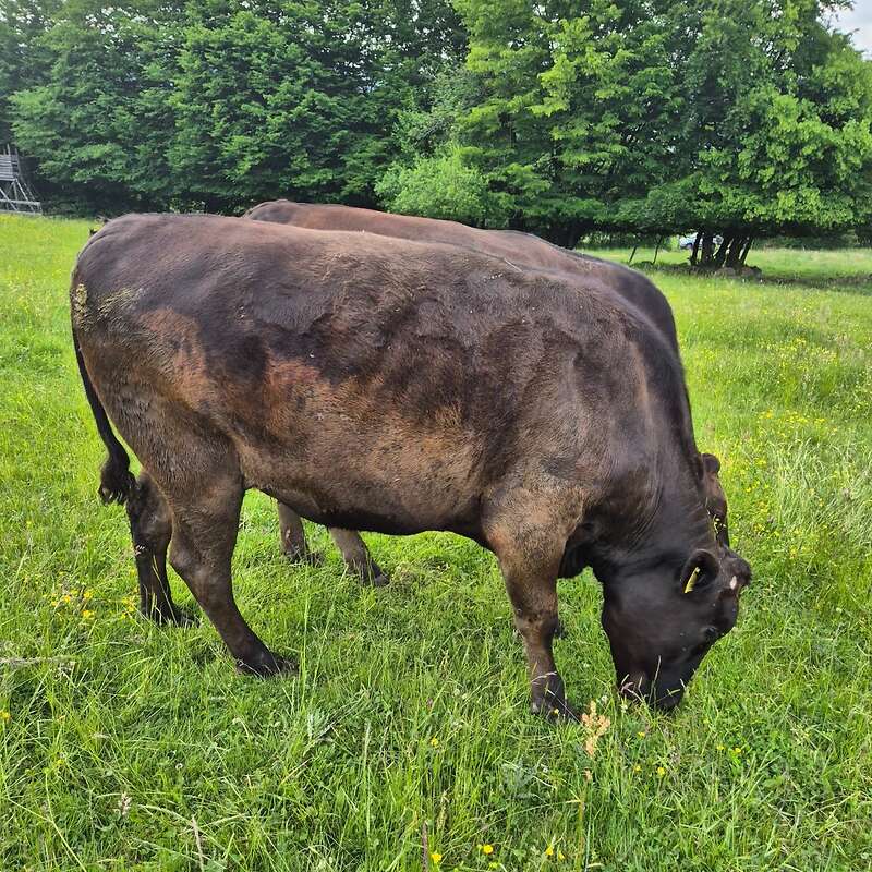 Wagyu Ochsen - Bild 1