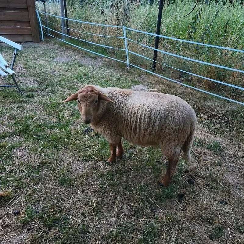 Coburger Fuchsschaf Böcke aus Herdbuchzucht - Bild 1