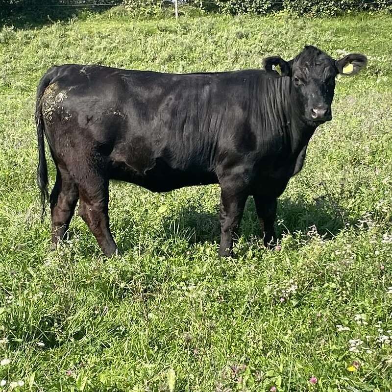 Aberdeen Angus Zuchtstier - Bild 1
