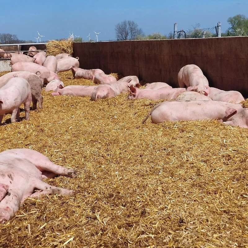 LEICOMA SCHWEINE & FERKEL - Bild 1