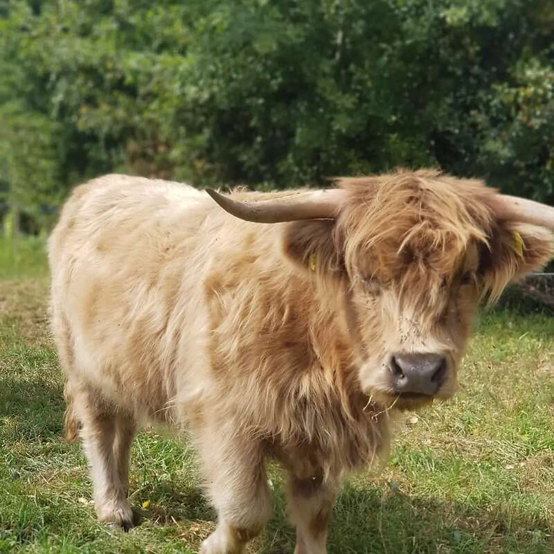 Highland Cattle Färse - Bild 1