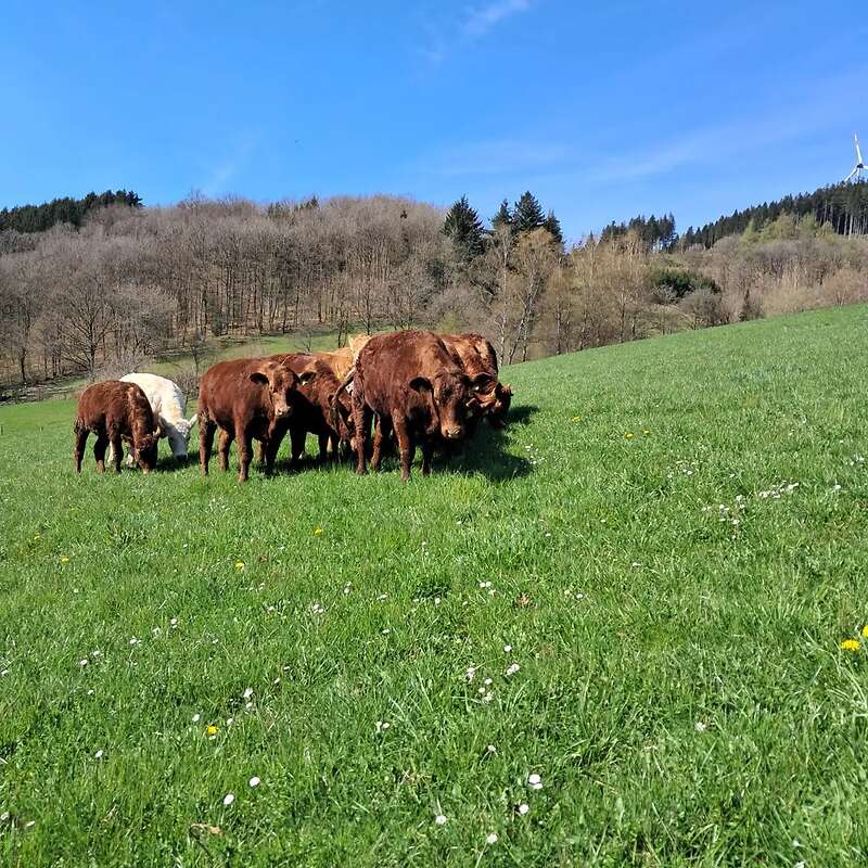 Rinderaufzucht, Jungviehaufzucht - Bild 1