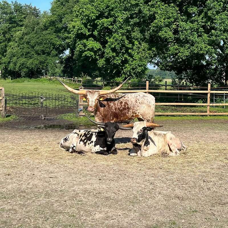 Texas Longhorn Herde - Bild 1