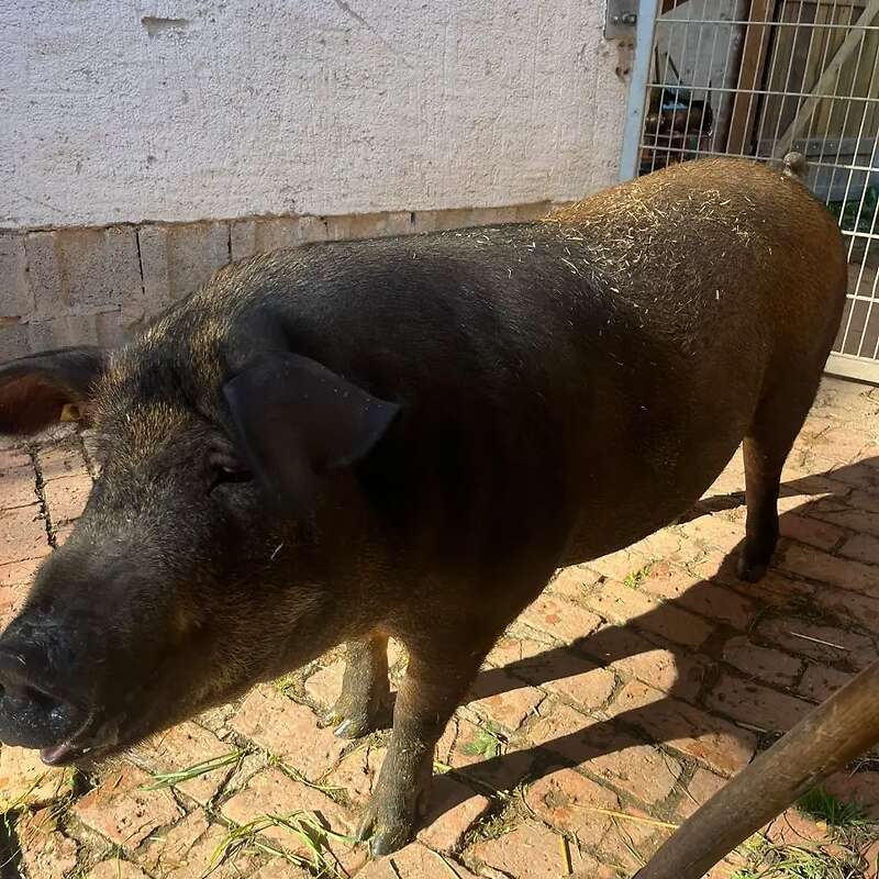 Verkaufe 2 Iberische Schweine - Bild 1