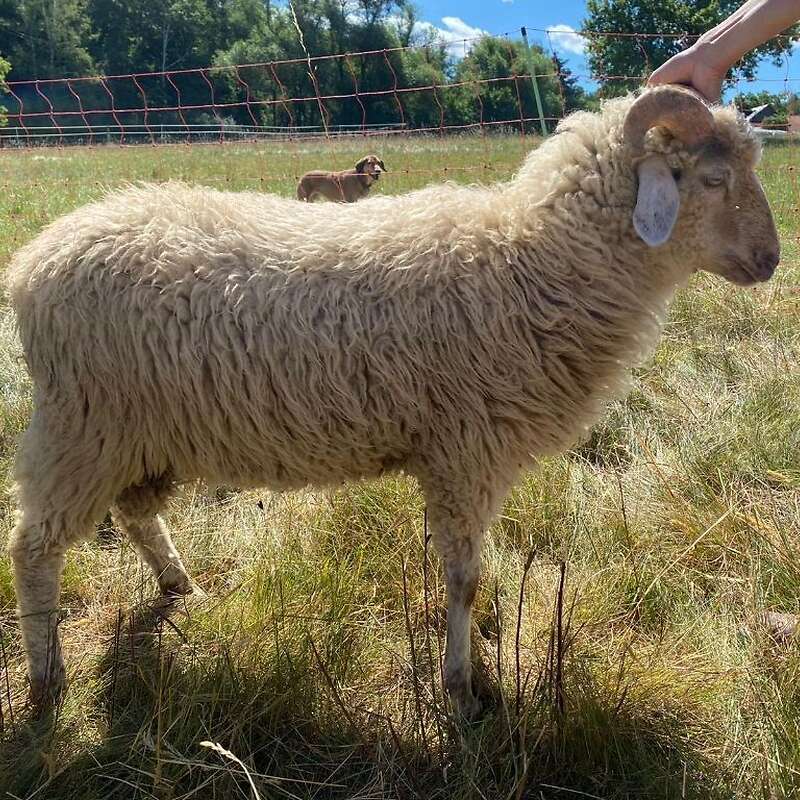 Waldschaf Jungböcke zu verkaufen - Bild 1