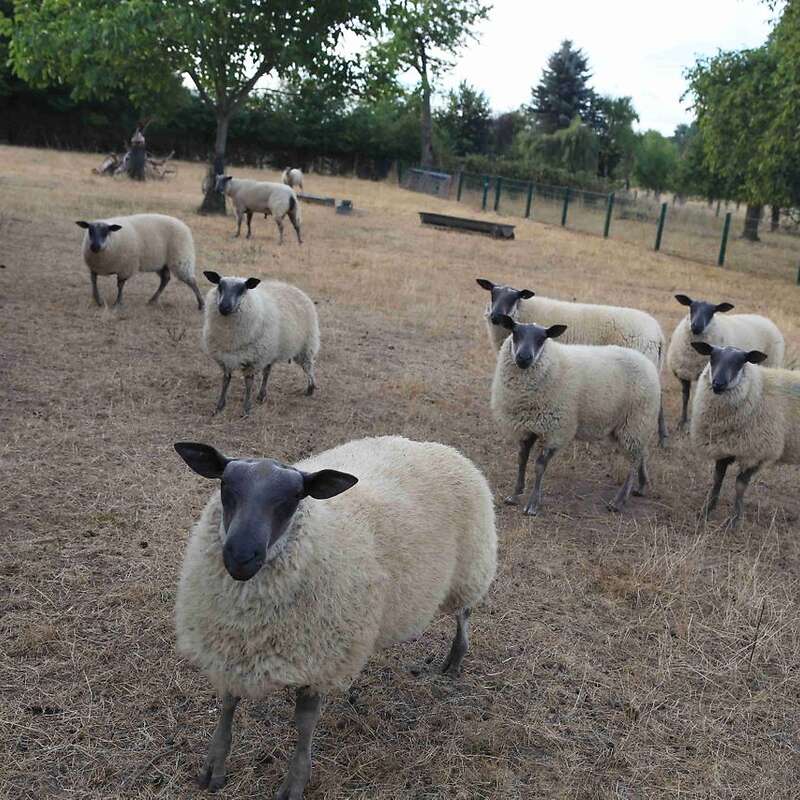 Blauköpfige Fleischschafe - Bild 1