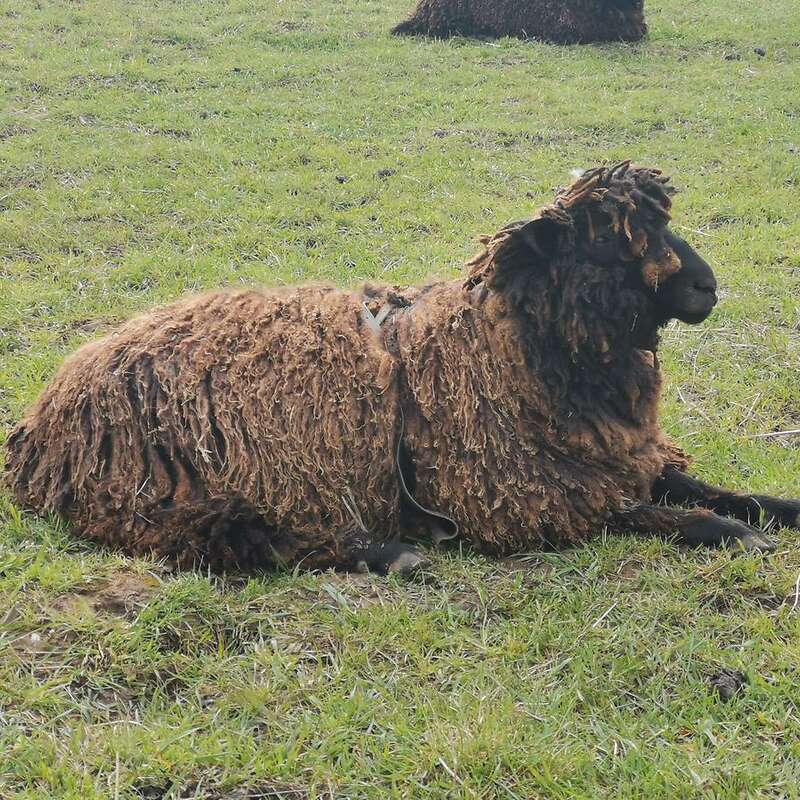 Leicester Longwool x Wensleydale Longwool Bock abzugeben - Bild 1