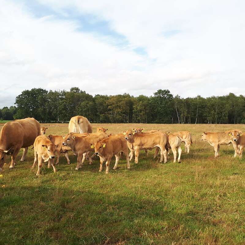 Gruppe von 11 Aubrac Absetzer, m, ab 12/19, Bio Status - Bild 1