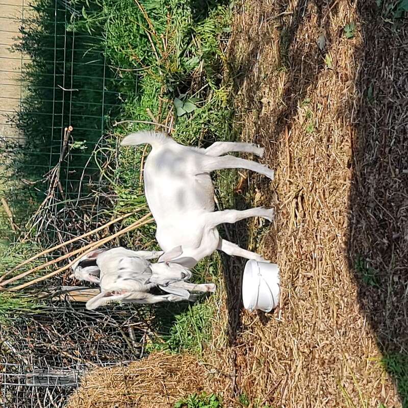 Ziegen, Ziegenbock, Lämmer  - Bild 1