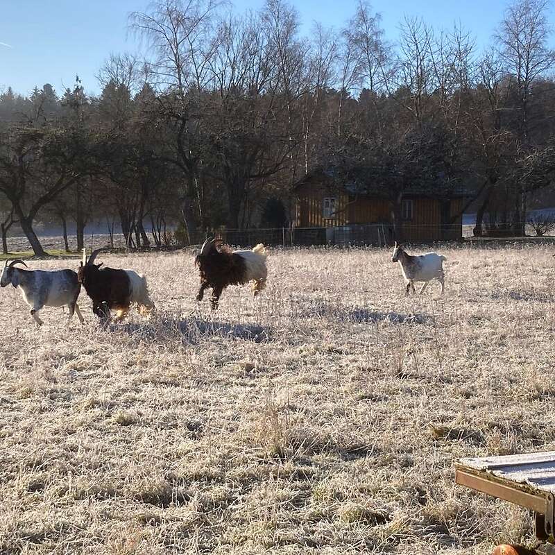 Walliser Schwarzhalsziegen Böcke - Bild 1