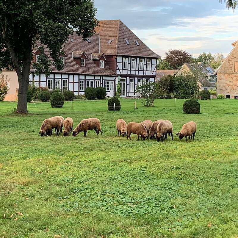 Braunes Bergschaf Zuchtbock (8/8/7) - Bild 1