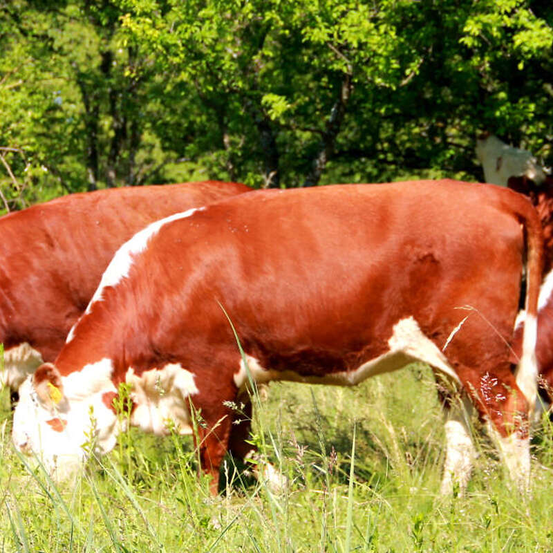 34 Purebred Hereford pregnant heifers for sale from one of the nicest hungarian farm - Bild 1