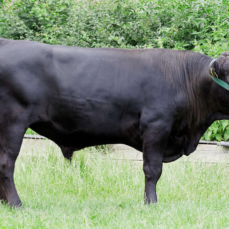 Biete Angus x Wagyu (hornlos) Bullen - Bild 1