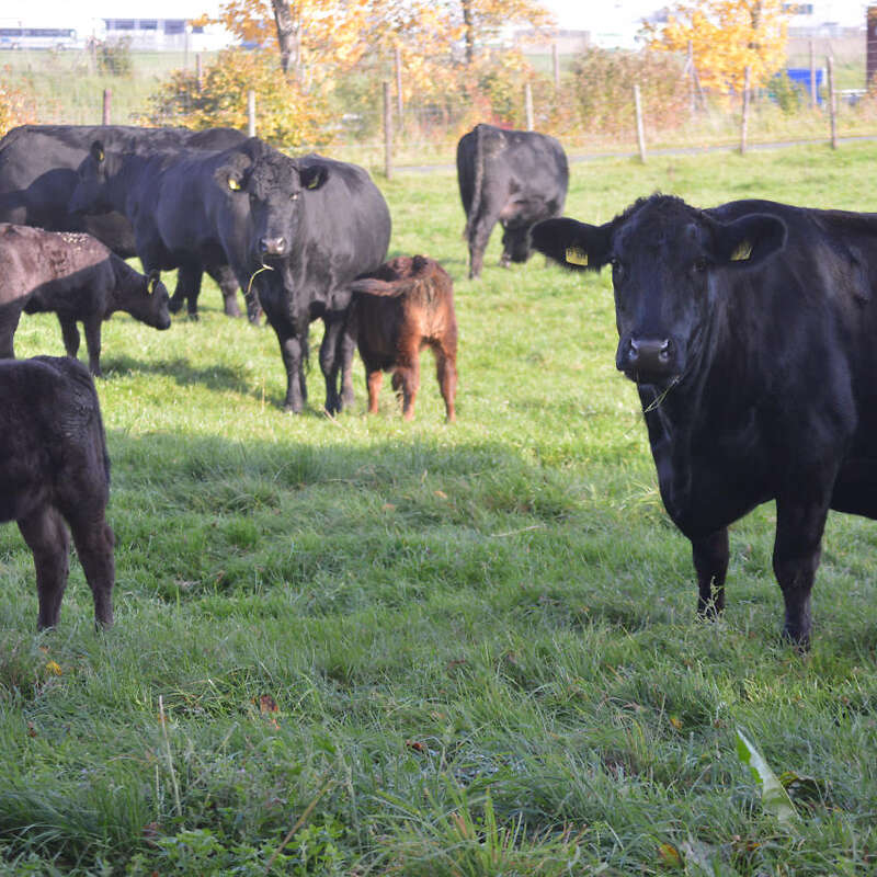 Angus - Bild 1