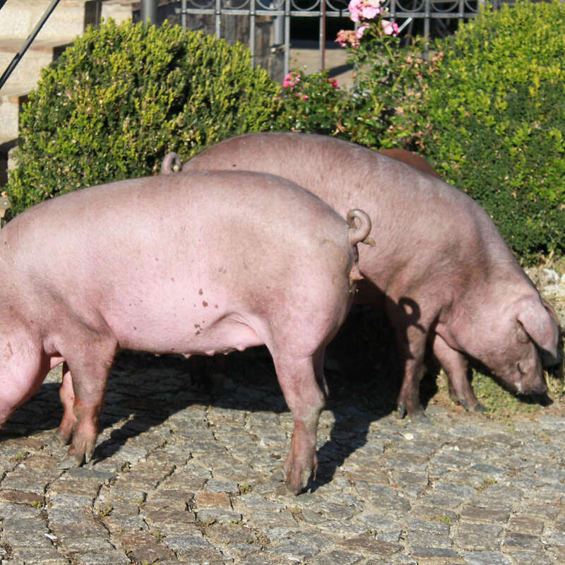 Zuchtläufer Iberico x Duroc - Bild 1