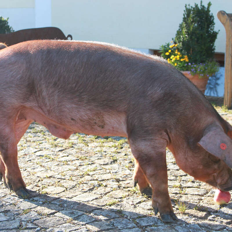 Duroc-Eber reinrassig - Bild 1