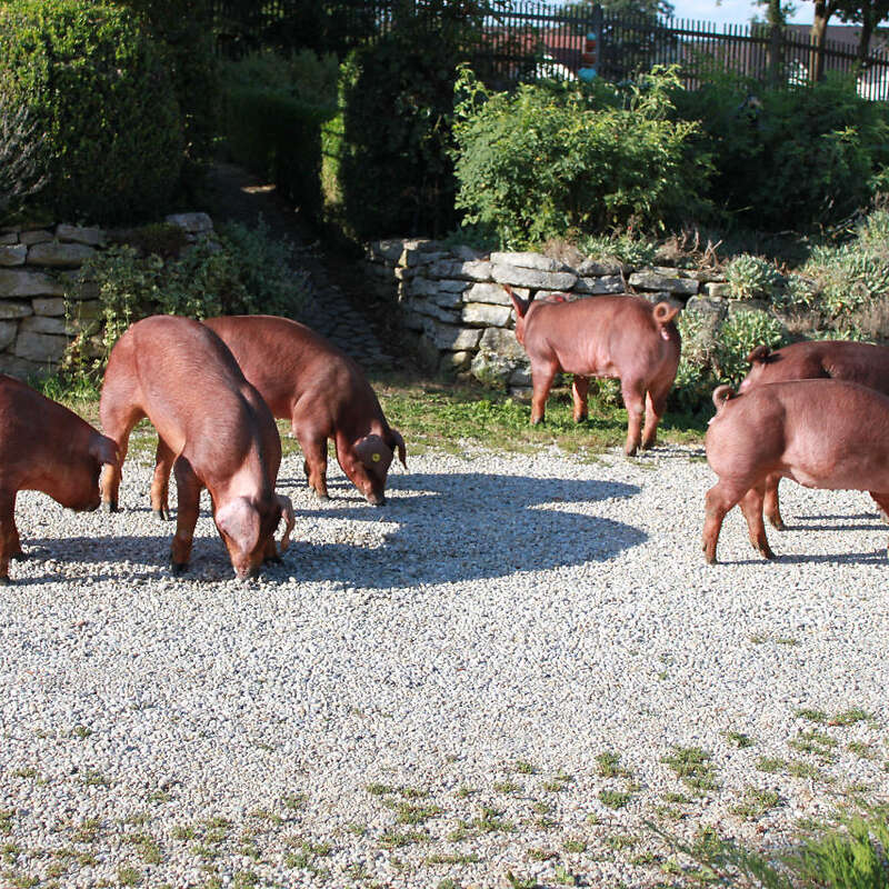 Duroc Zuchtläufer reinrassig - Bild 1